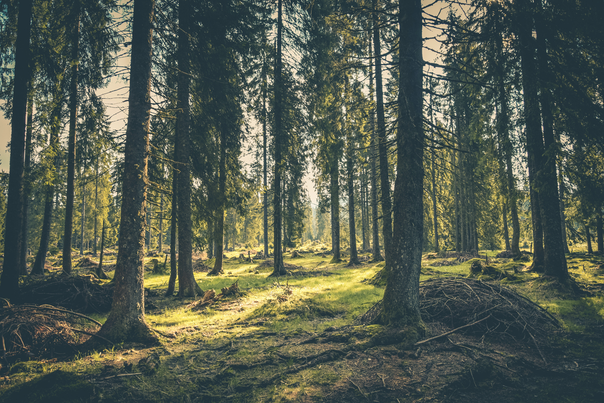 woods tree line