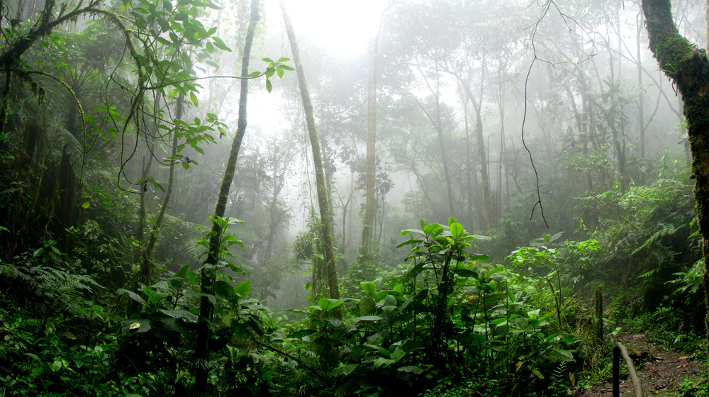 Woods & Rain